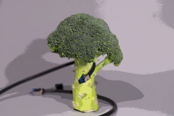 Brokkoli