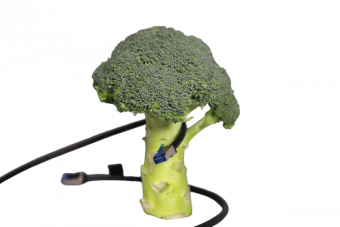 Brokkoli