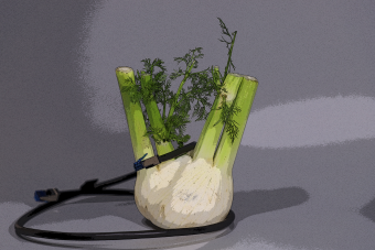 Fenchel