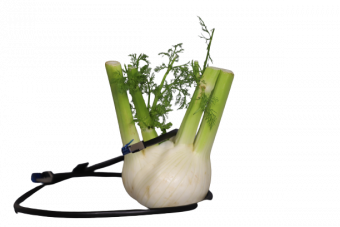 Fenchel